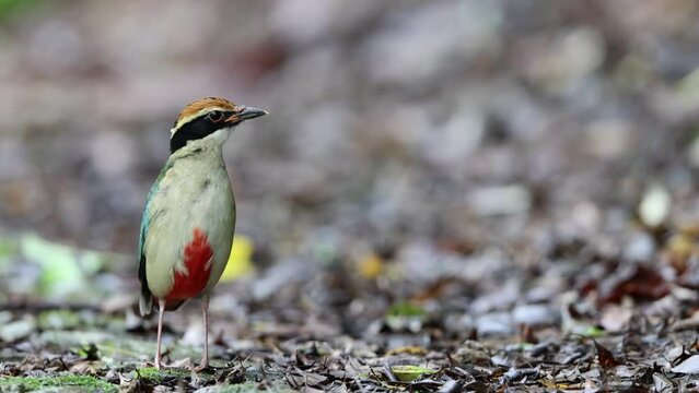 The fairy pitta (Pitta nympha) is a small and brightly colored species of passerine bird in the family Pittidae.