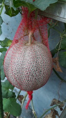 Flower of melon hanging on the tree