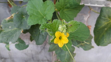 Flower of melon