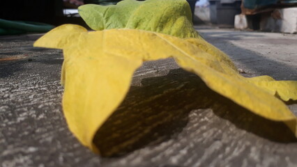 Fallen eggplant yellow leaf