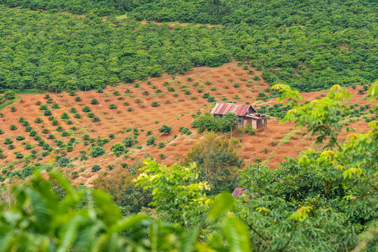 Distant view of tea plantations on a hillside near Di Linh in Vietnam