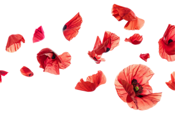 set of poppies fying flew isolated on a transparent background