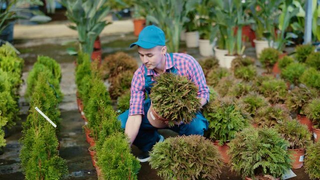 Professional male gardener caring for a plant Thuja occidentalis in pots in glasshouse. High quality 4k footage