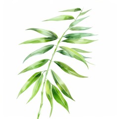 Obraz premium Watercolor painting of a graceful bamboo leaf with its long, slender shape and light green color, on isolated white background, Generative AI