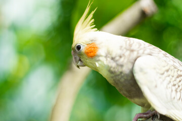 yellow spots on the ventral surface of the primary flight feathers of their wings,Nymphicus...