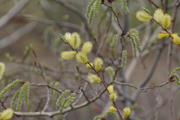 branches in spring