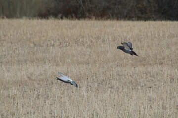 Birds Flying Over The Field
