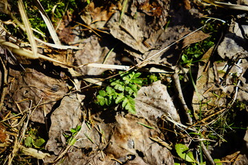 A small fern Botrychium Multifidum on the shore of Lake Ladoga in Russia