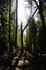 A broken pine tree in the swamps near Lake Ladoga in Russia