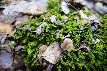 A rare species of moss Plagiochila Porelloides found in the marshes of Lake Ladoga in Russia