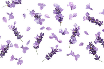 A colorful butterfly perches on a vibrant lavender blossom amidst a field of purple flowers