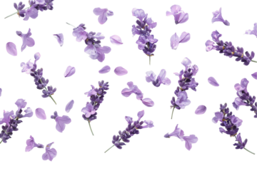 A colorful butterfly perches on a vibrant lavender blossom amidst a field of purple flowers
