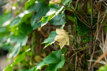  Old  Benincasa hispida can be up to 2m long, cylindrical in shape, with many flat seeds inside.  Benincasa hispida