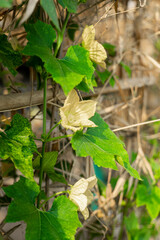Obraz premium Old Benincasa hispida can be up to 2m long, cylindrical in shape, with many flat seeds inside. Benincasa hispida