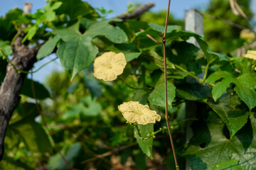  Old  Benincasa hispida can be up to 2m long, cylindrical in shape, with many flat seeds inside.  Benincasa hispida