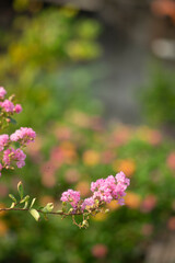 The Lagerstroemia indica must have hot summers in order to flower successfully, otherwise Lagerstroemia indica will show weak bloom and Lagerstroemia indica is more vulnerable