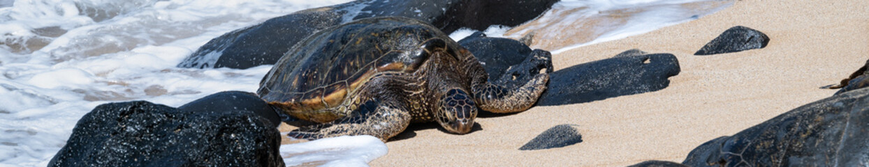 Closeup of a green sea turtles on a gold sand and black lava rock beach, Hookipa Beach, Maui, Hawaii
