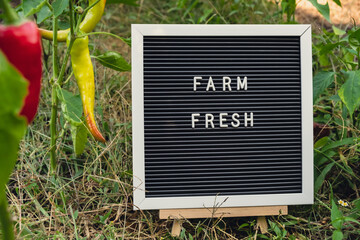 FARM FRESH message on background of fresh eco-friendly bio grown bell pepper in garden. Countryside...