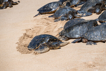 Closeup of a large group of green sea turtles, a flotilla, on a gold sand beach, Hookipa Beach, Maui, Hawaii
