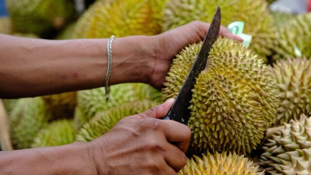 A han,d no face holding a sharp knife while opening a Thorny Durian fruit. Durian fruits is famous in Asia.