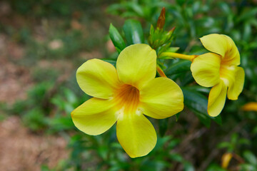 Close-up of Golden Trumpet blooming in garden