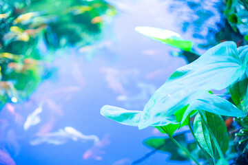 carp bred by Japan is called Nishikigoi, which translates into Vietnamese as colorful carp. In the...