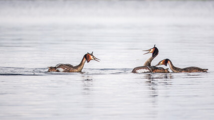 Two male grebes fighting in water. The great crested grebe, Podiceps cristatus