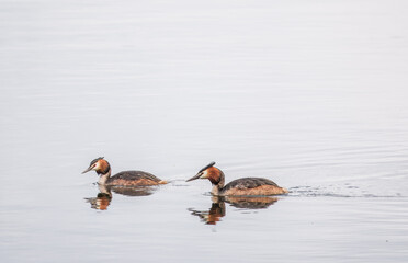 Two Great Crested Grebes swim in the lake