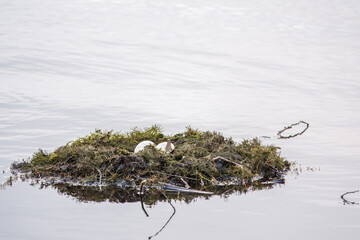 Nest with eggs of a great crested grebe, Podiceps cristatus
