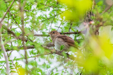 Thrush Nightingale, Luscinia luscinia. A bird sits on a tree branch and sings