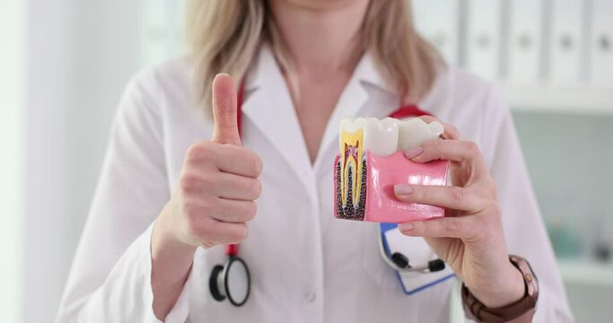 Dentist shows cool gesture holding cut teeth model in hands