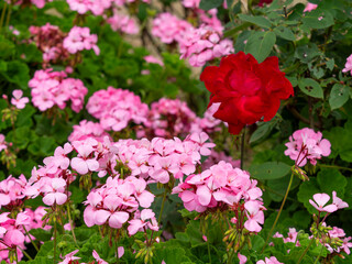 赤い薔薇とピンクのゼラニウム