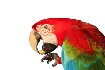 The parrot is enjoying eating nuts isolated on transparent background png file