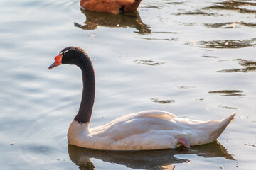 The black-necked swan, Cygnus melancoryphus, is a swan that is the largest waterfowl native to South America. The body plumage is white with a black neck and head and greyish bill