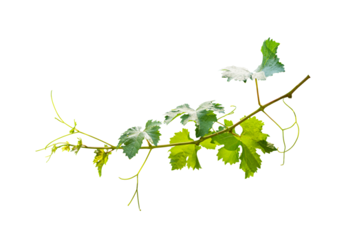 Grape leaves vine branch isolated on transparent background. PNG File Format