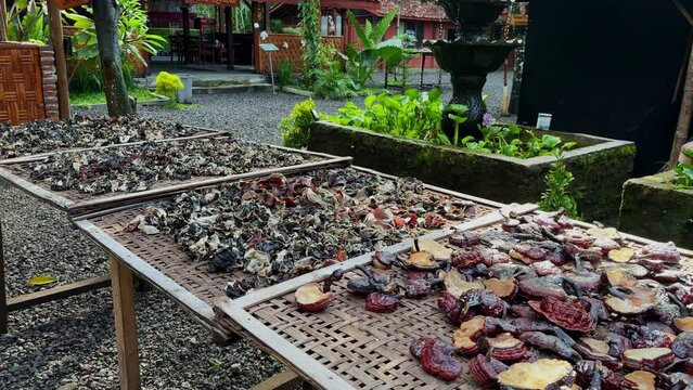 Drying process of ear fungus in Indonesia, motion view