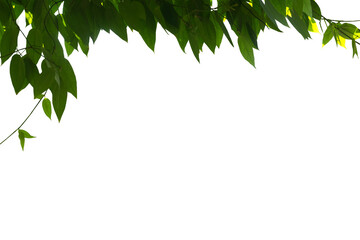 Close-up shot of isolated green leaf on white background.