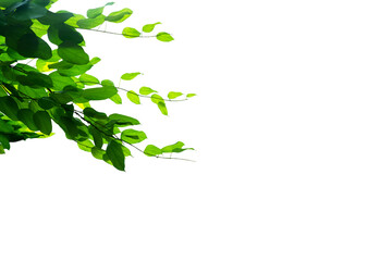 Close-up view of green leafy branches isolated on transparent background png file.