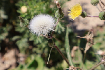 Sow Thistle: From Bloom to Seed