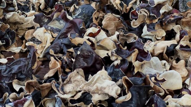 Fresh wild mushrooms drying process, close up motion view