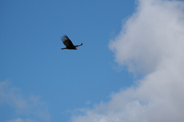 Bird flying through through clouds in blue sky.
