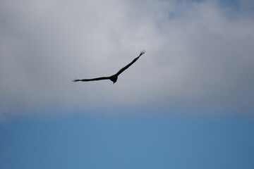 Bird flying through through clouds in blue sky.