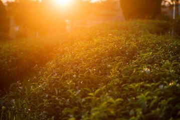 Green tea tree leaves field Fresh young tender bud herbal in farm on summer morning. Sunlight Green tea tree plant camellia sinensis in organic farm. Close up Tree tea plant green nature in morning