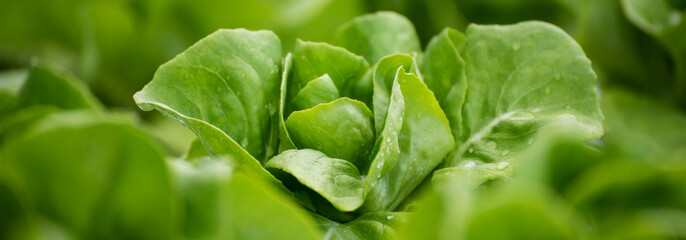 Banner fresh organic hydroponic vegetable plantation produce green salad hydroponic farm. Panorama Green oak lettuce salad in Organic Farm. Salad farm vegetable green oak lettuce with copy space