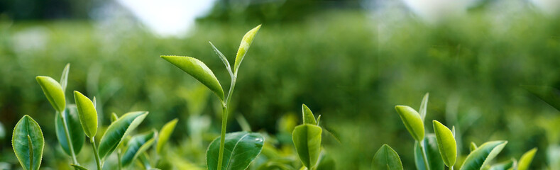 Banner Green tea tree leaves field young tender bud herbal Green tea tree in camellia sinensis organic farm. Panorama Fresh Tree tea leaf plant green nature in herbal farm background with Copy Space