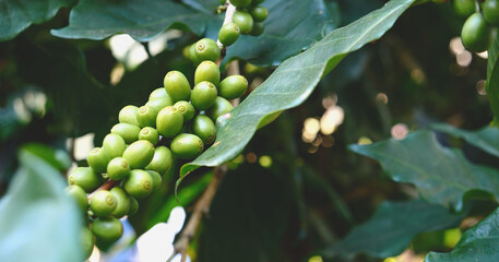 Close up Green seed berries harvest arabica coffee garden. Green coffee bean berry plant fresh raw seed coffee tree growth in eco organic farm. Fresh coffee bean green leaf bush ecology berry plant