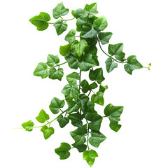 Lush green ivy plant with heart-shaped leaves, cascading elegantly, isolated on a white background, perfect for vertical garden spaces.