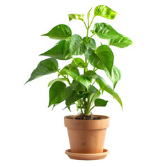 A vibrant green houseplant in a terracotta pot, isolated on a white background, symbolizing growth and eco-friendliness.