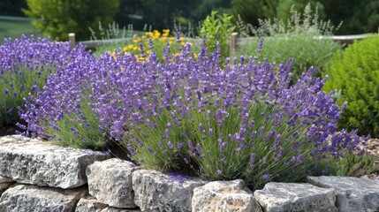 Lavender bushes closeup  