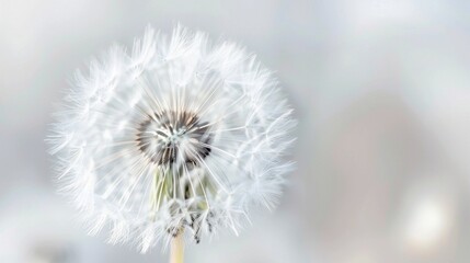 White dandelion close up. Abstract summer nature background